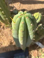 👑 Brian’s Blue Skies — XL 14” Pup