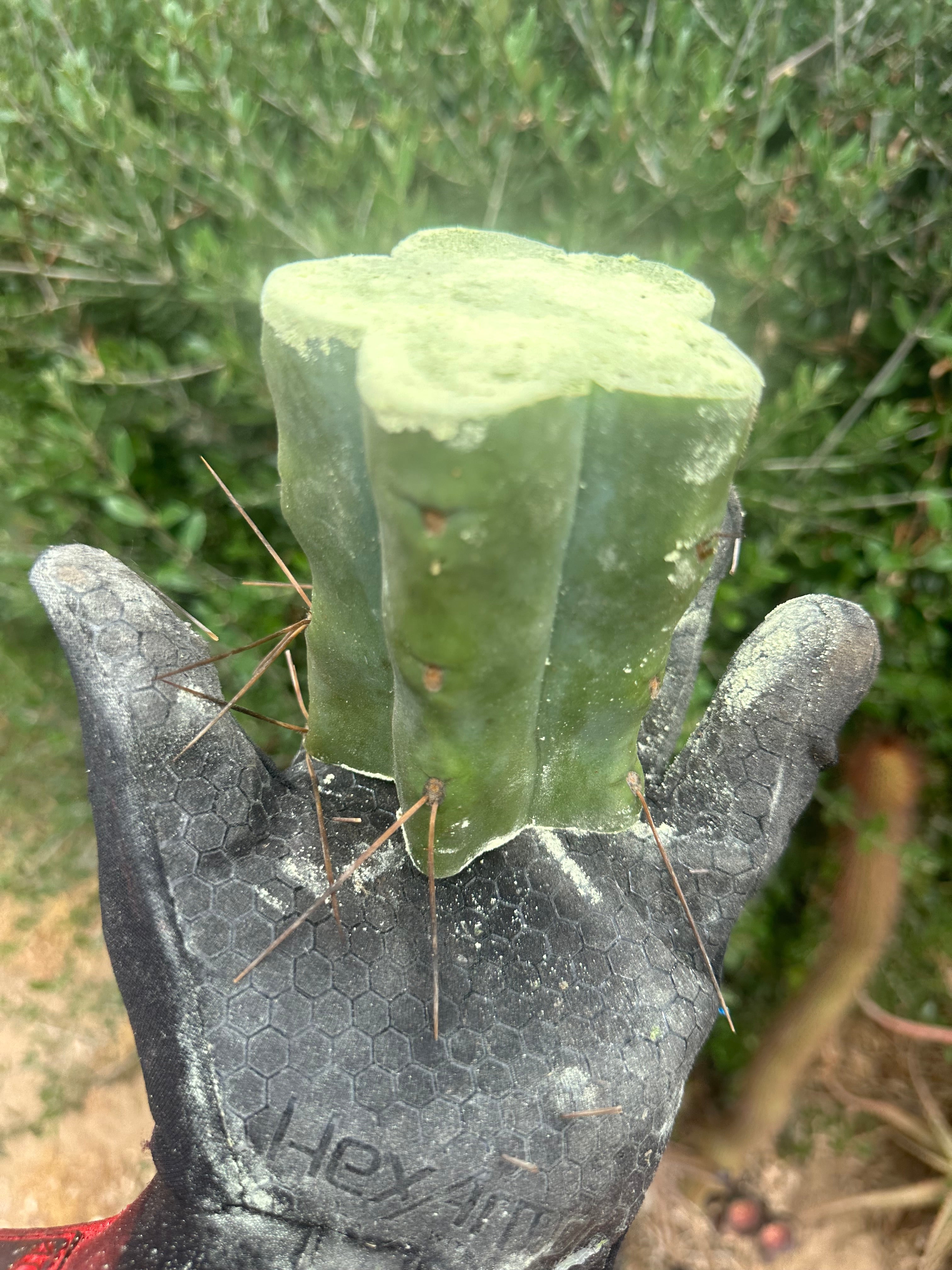 New FREE ADD-ON  — 🌶️ Chuck’s Bridge — 3-4” Roota-Chonk.