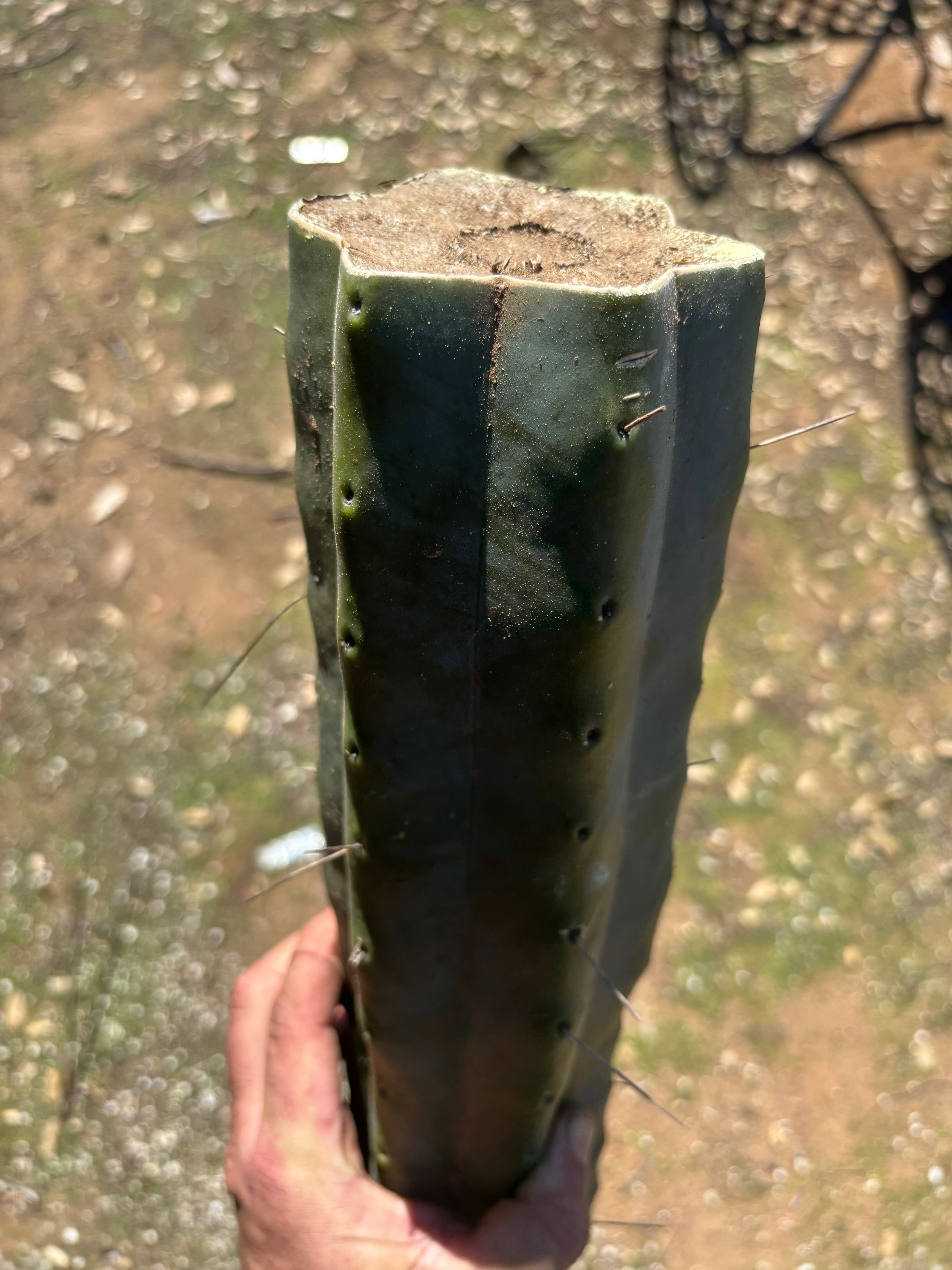 👑🌶️ Chucky — Massive 14” Mids