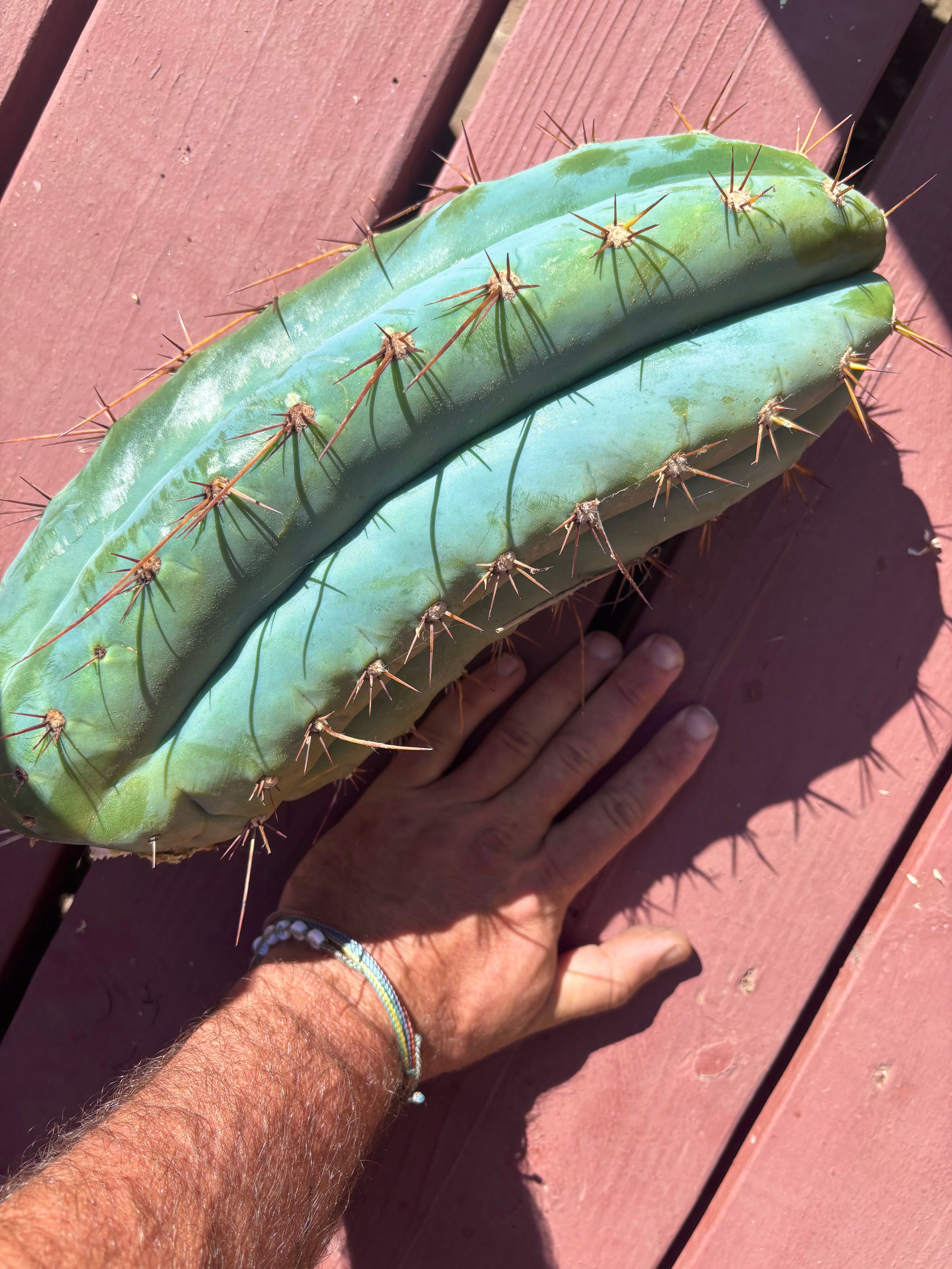 💎👑🌶️ CGG — 14” MELON