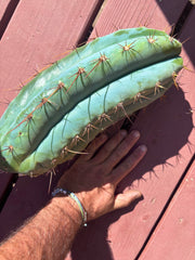 💎👑🌶️ CGG — 14” MELON