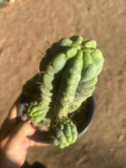 💎👑💎 Havran — Established Multi-Pup Graft on PC