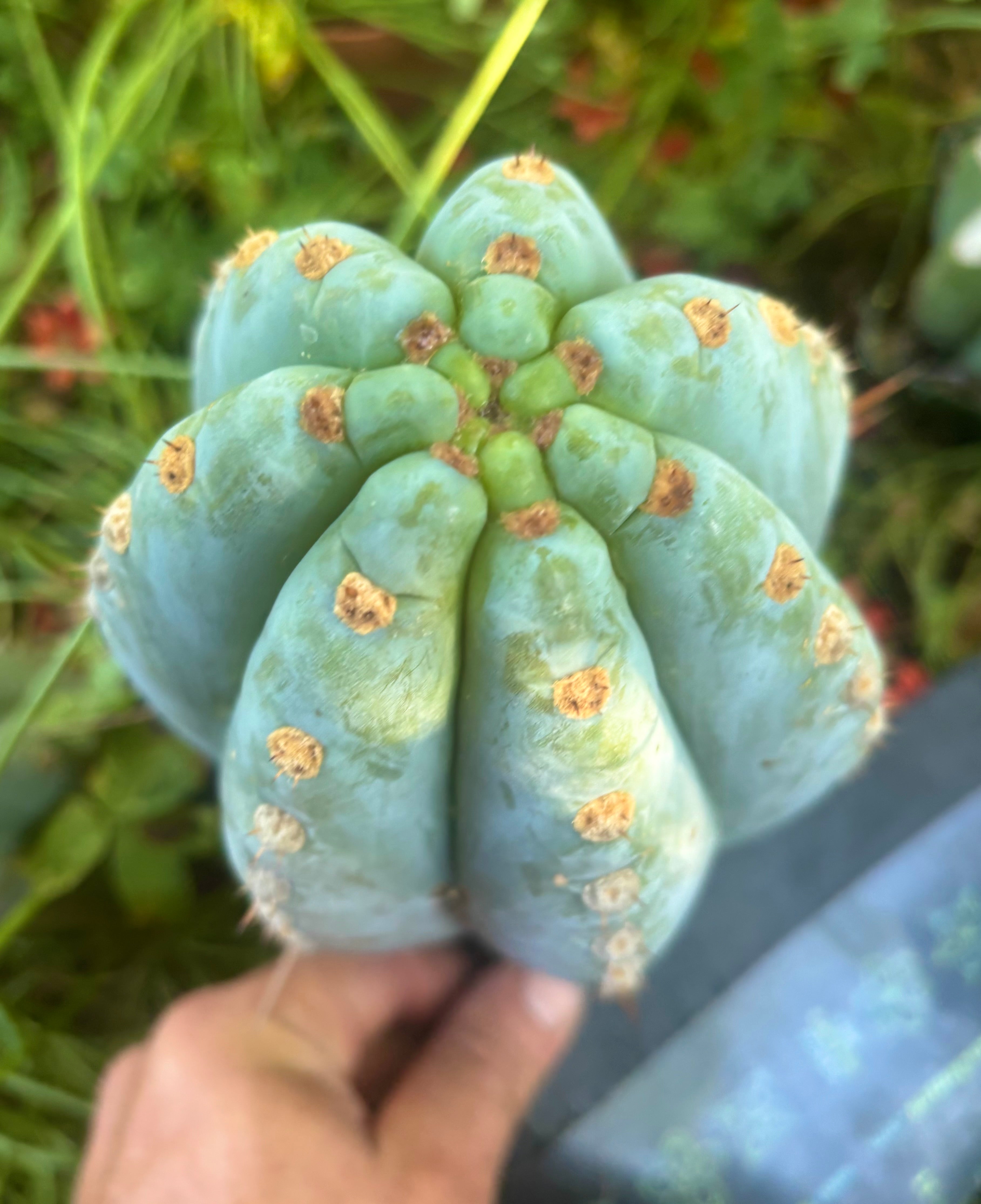 💎👑 Althea — THICK Tip