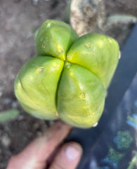 💎👑💎🌶️ And Another … FourWang Ferah Chub Muffin