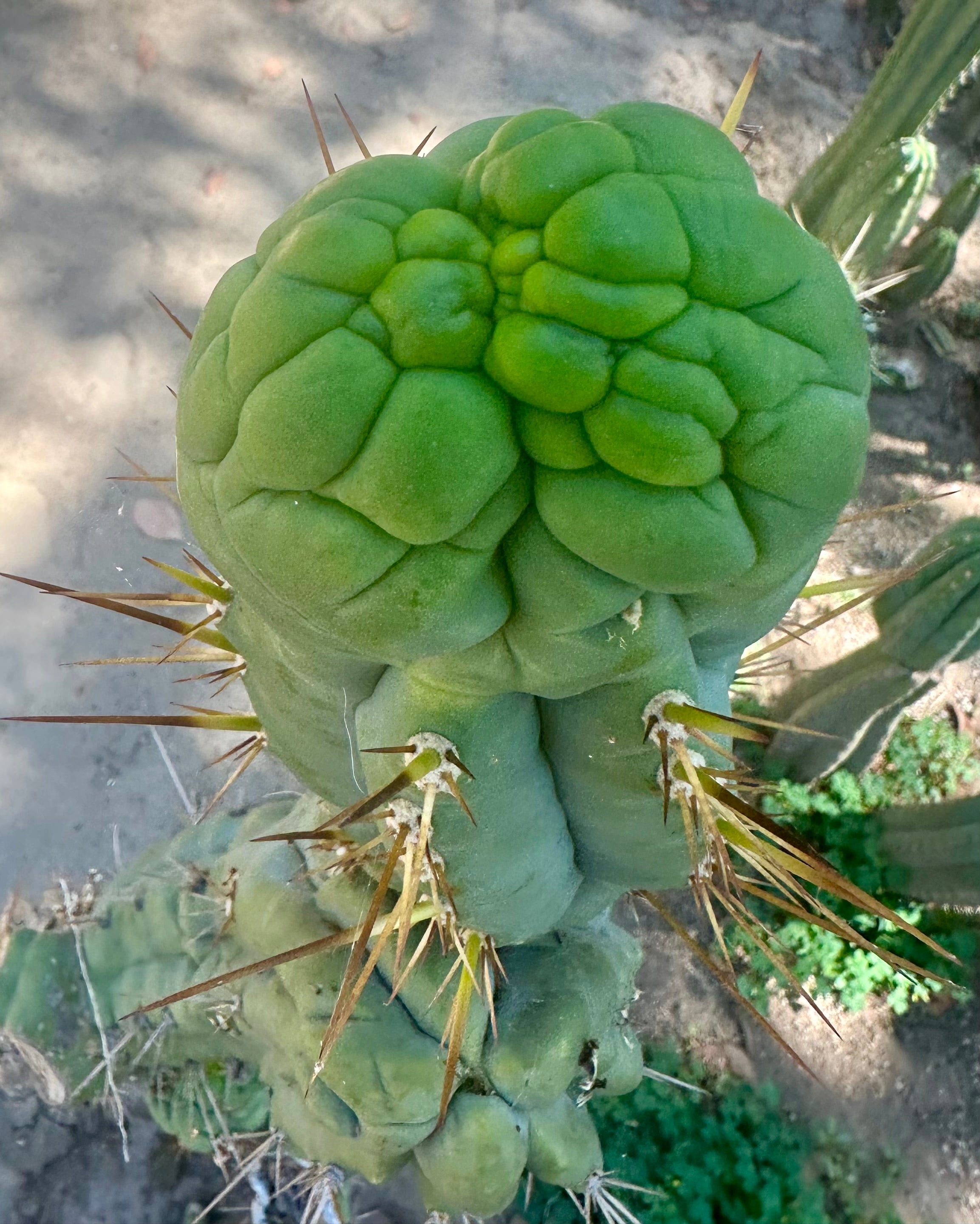 💎👑 Bruce’s Dragon — Chonky 8” Grenade
