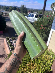 👑💎🌶️ The 2nd Fattest Soozy Tip I’ve Ever Listed