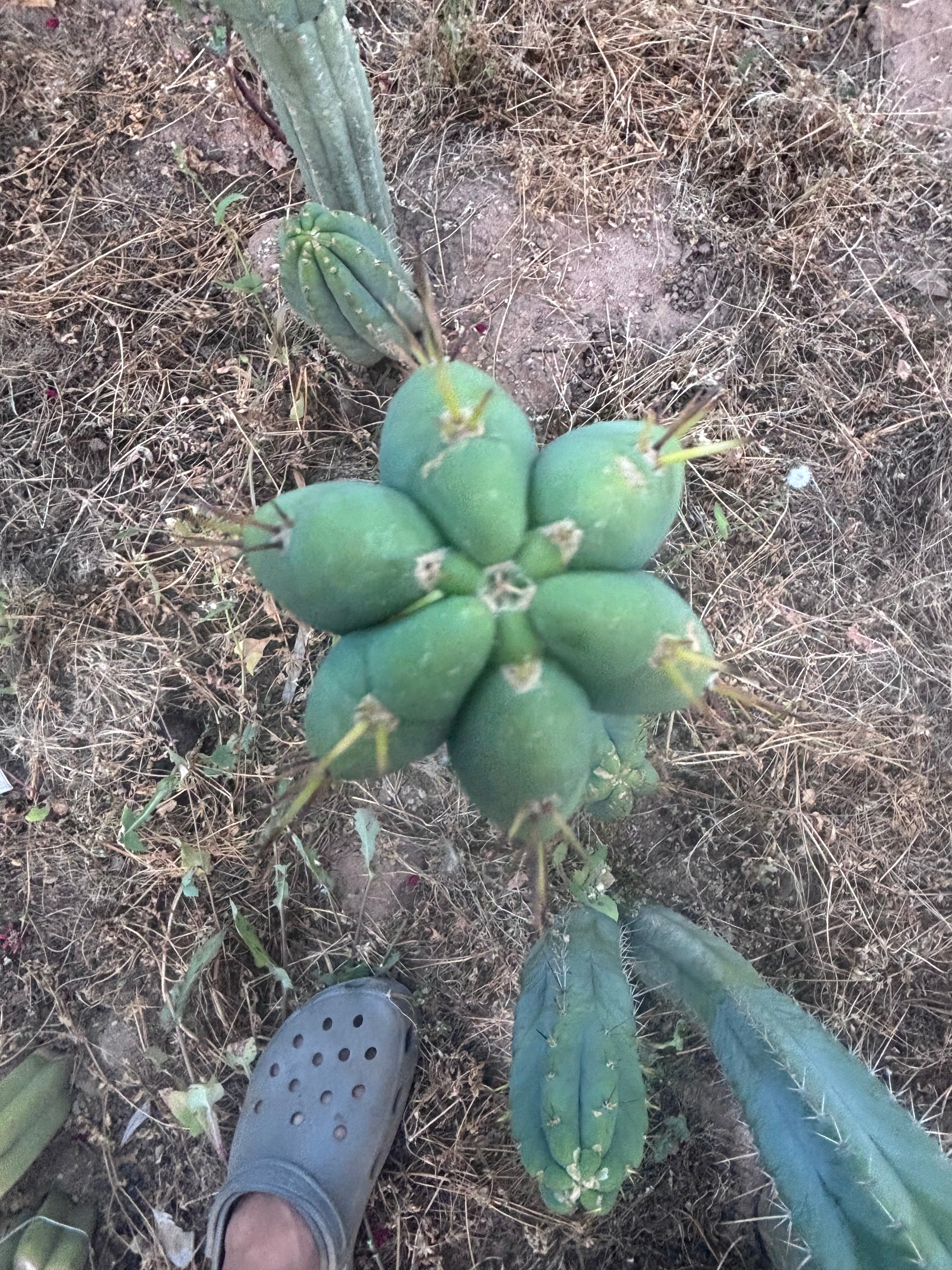 💎 SS Achuma x Colossus — XL 16” Pup