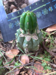 👑🌶️🌶️ KR04 — Whole Rooted Graft