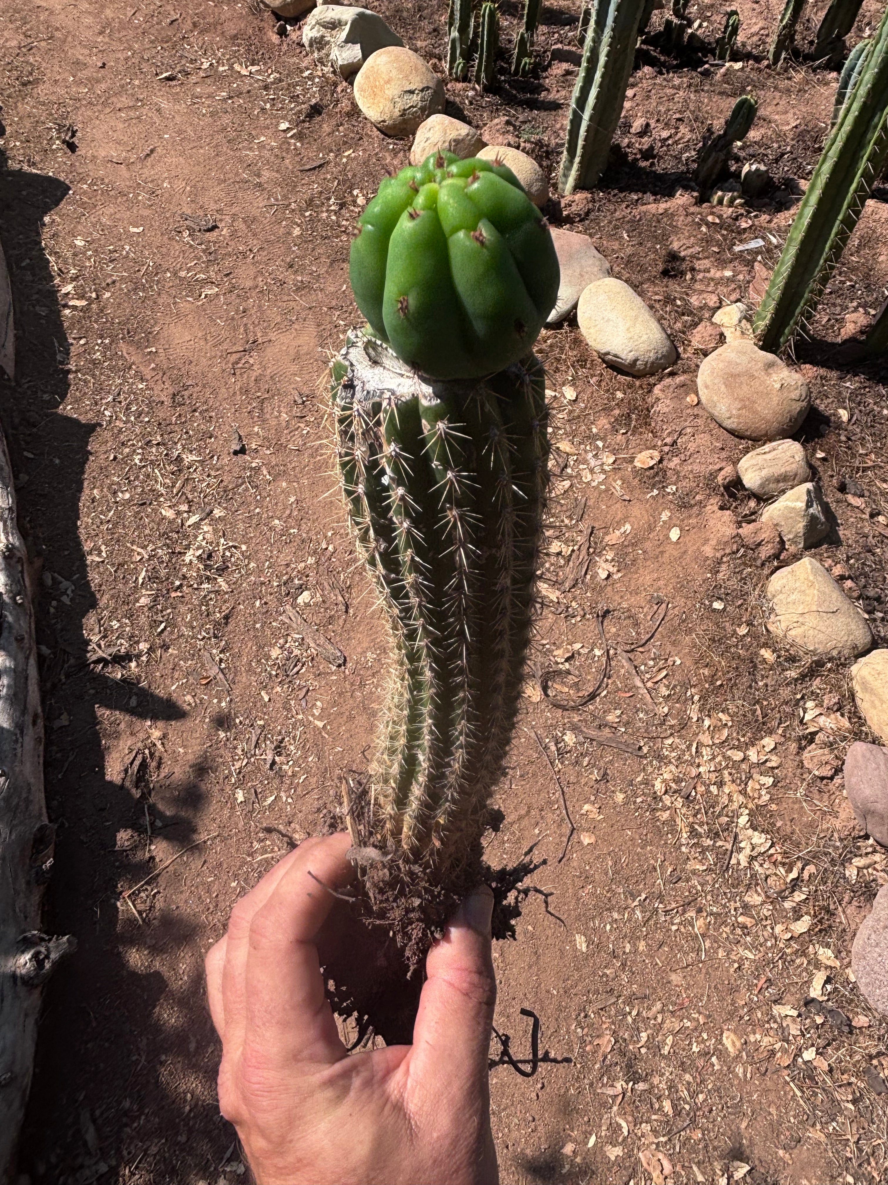 👑🌶️🌶️ KR04 — Whole Rooted Graft