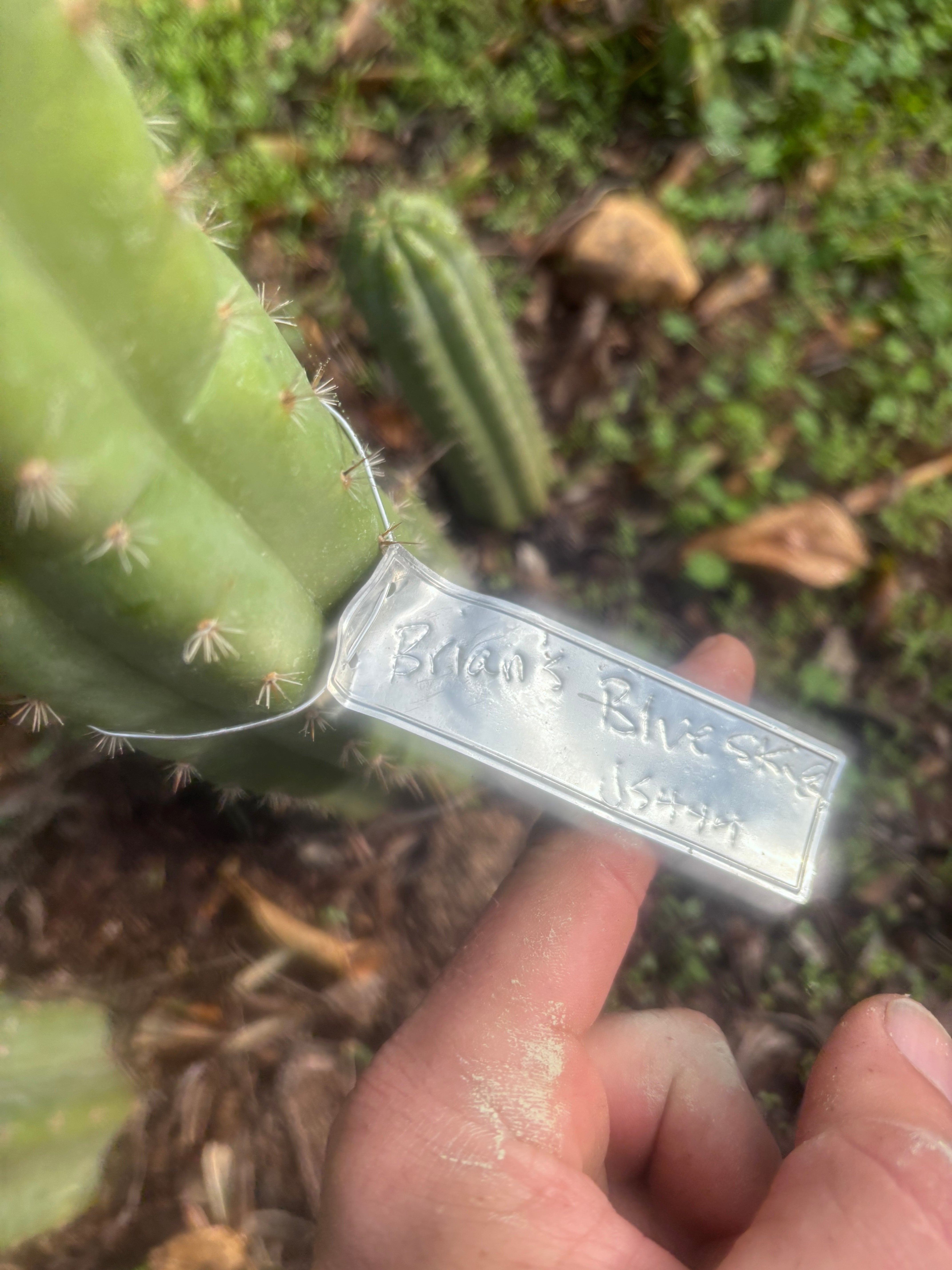 👑🌶️ Brian’s Blue Skies — 10” Tip