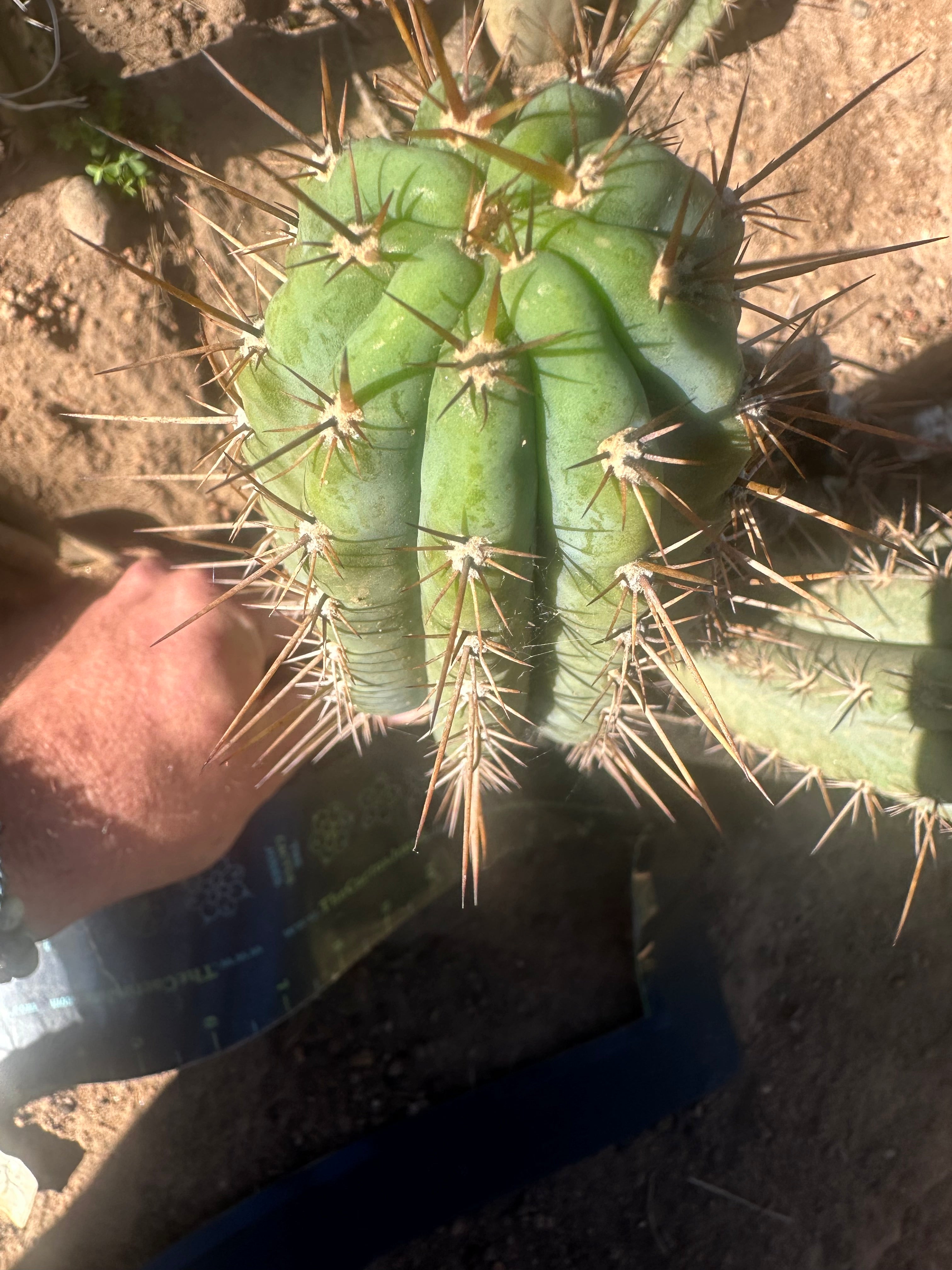 👑 Gawler — 9.5” Pup