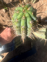 👑 Gawler — 9.5” Pup