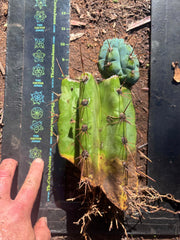 💎👑💎 Papa Smurf — Thick Rooted Mid w/Pup