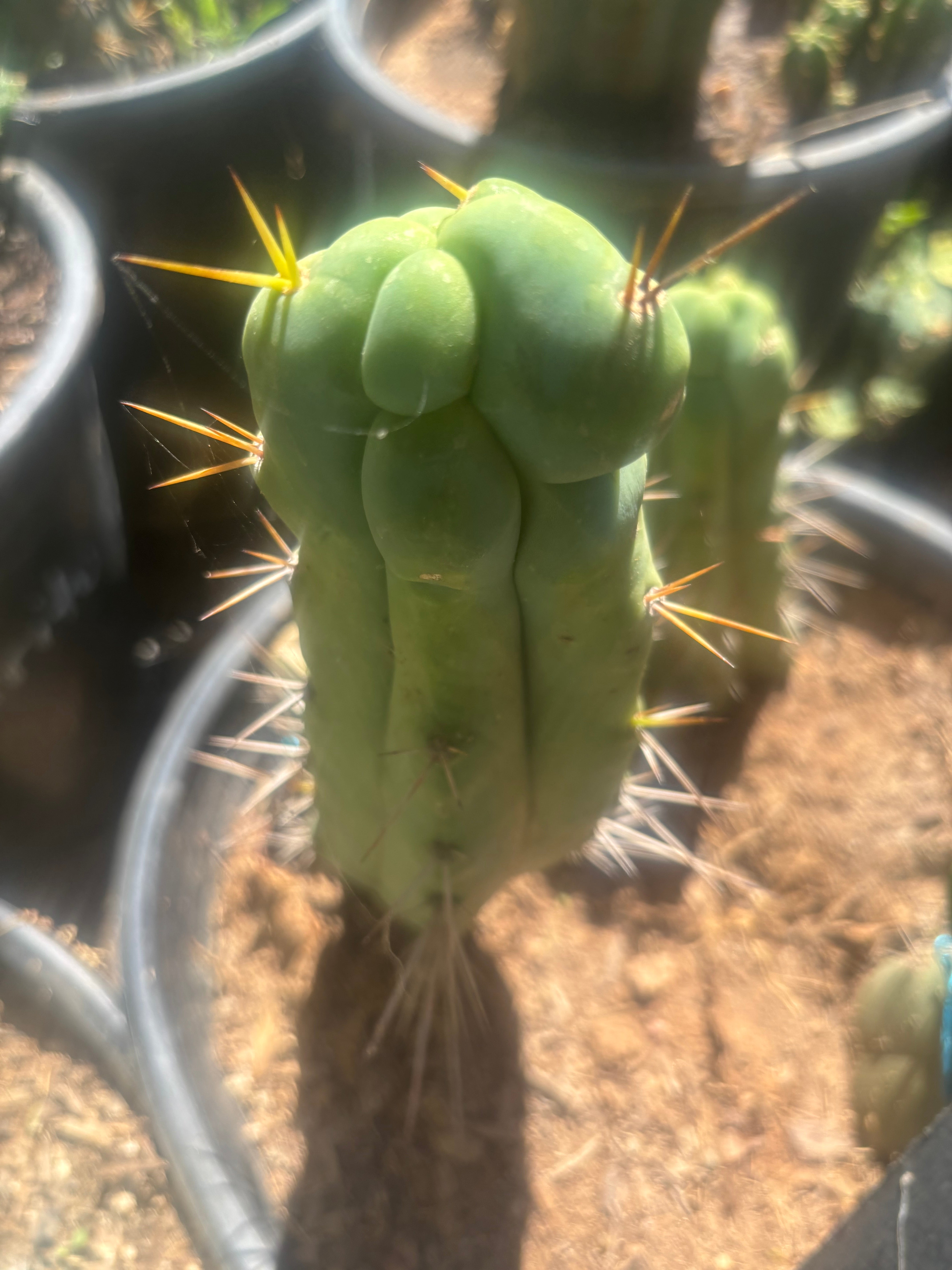 💎👑🌶️ Bruce — 8” Tip