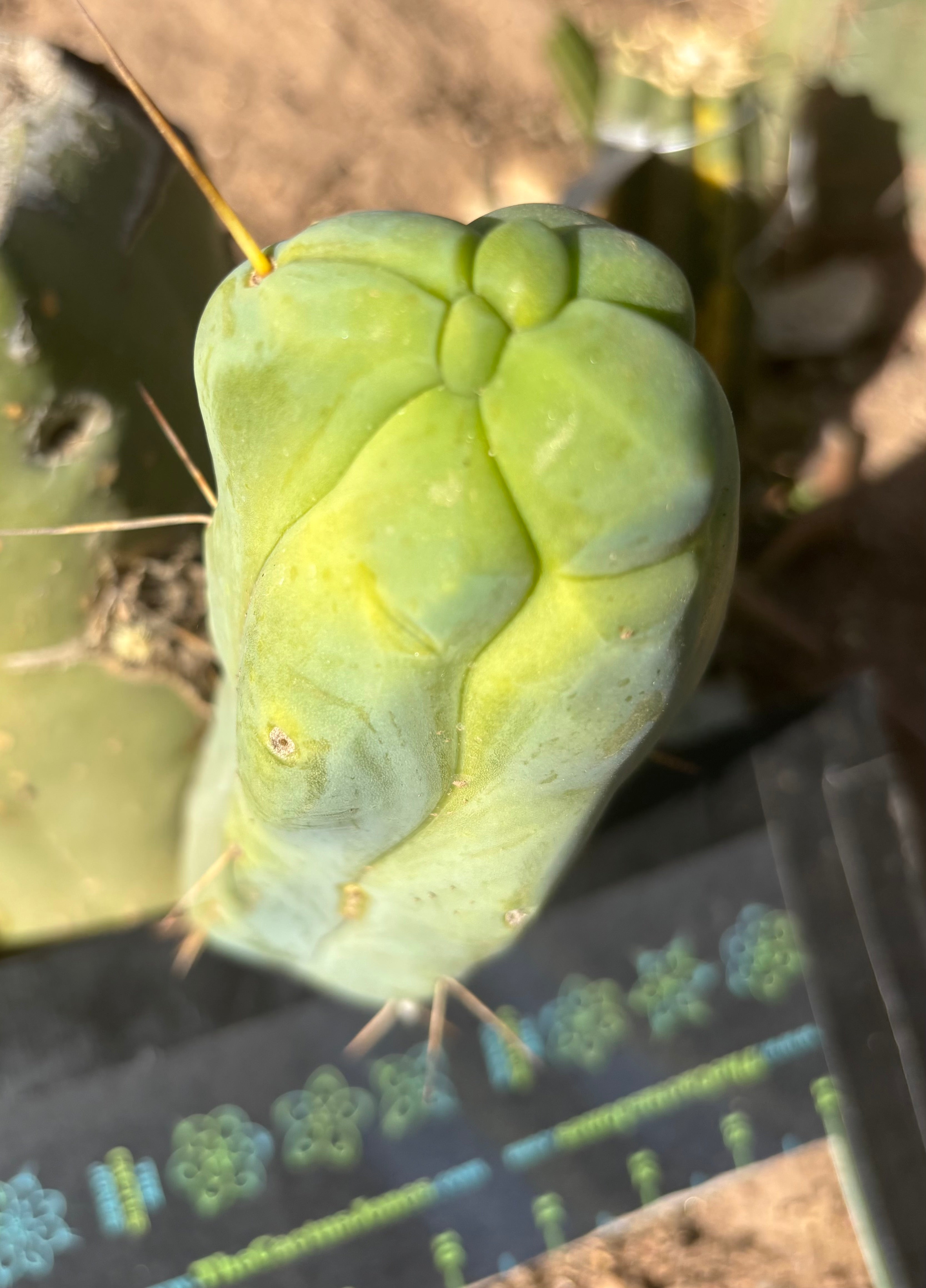 👑💎🌶️ Caballero — 7.5” Pup