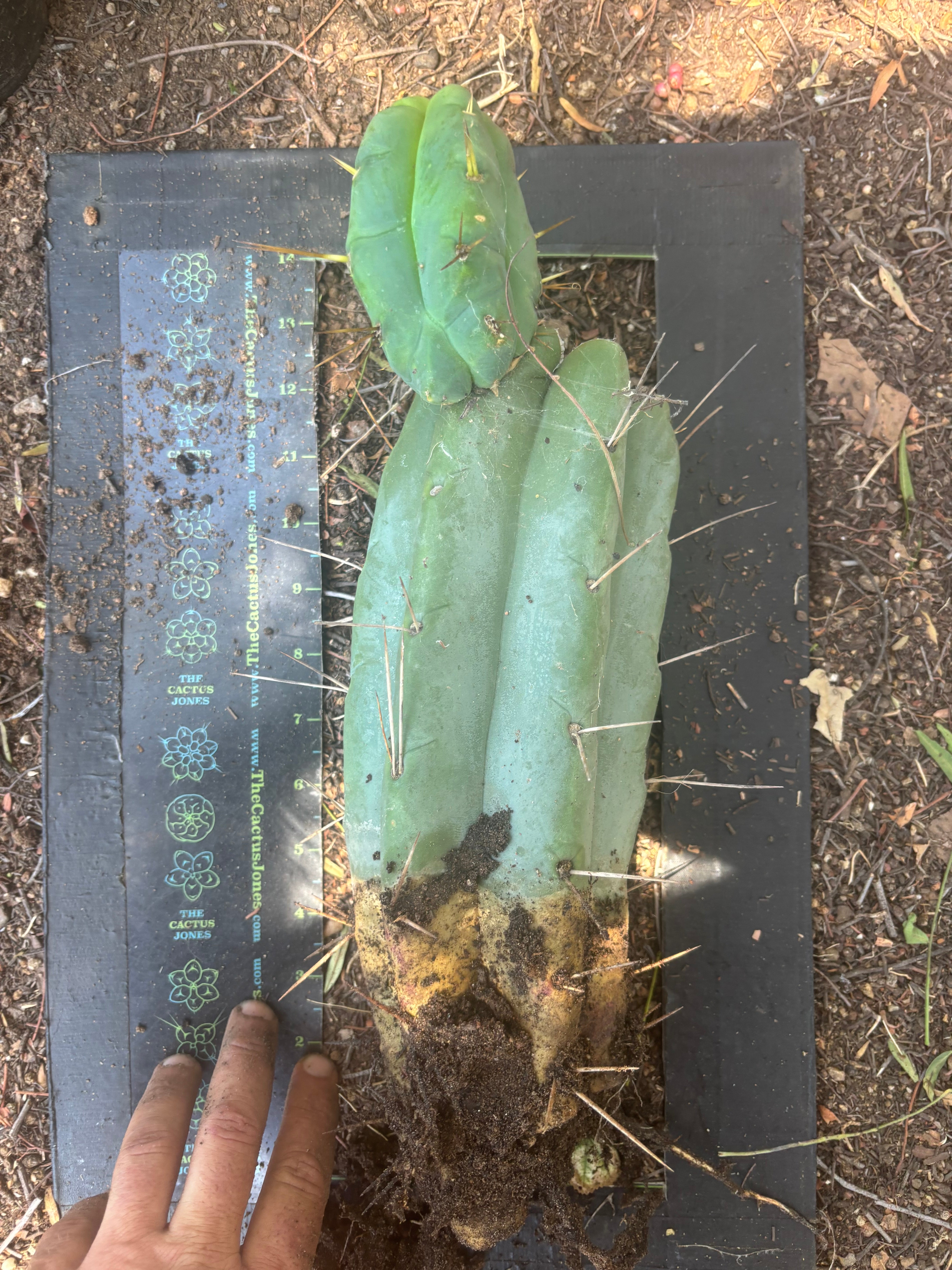 💎👑🌶️🌶️ Eileen — FAT XL Rooted Mid with Fourwang Pup
