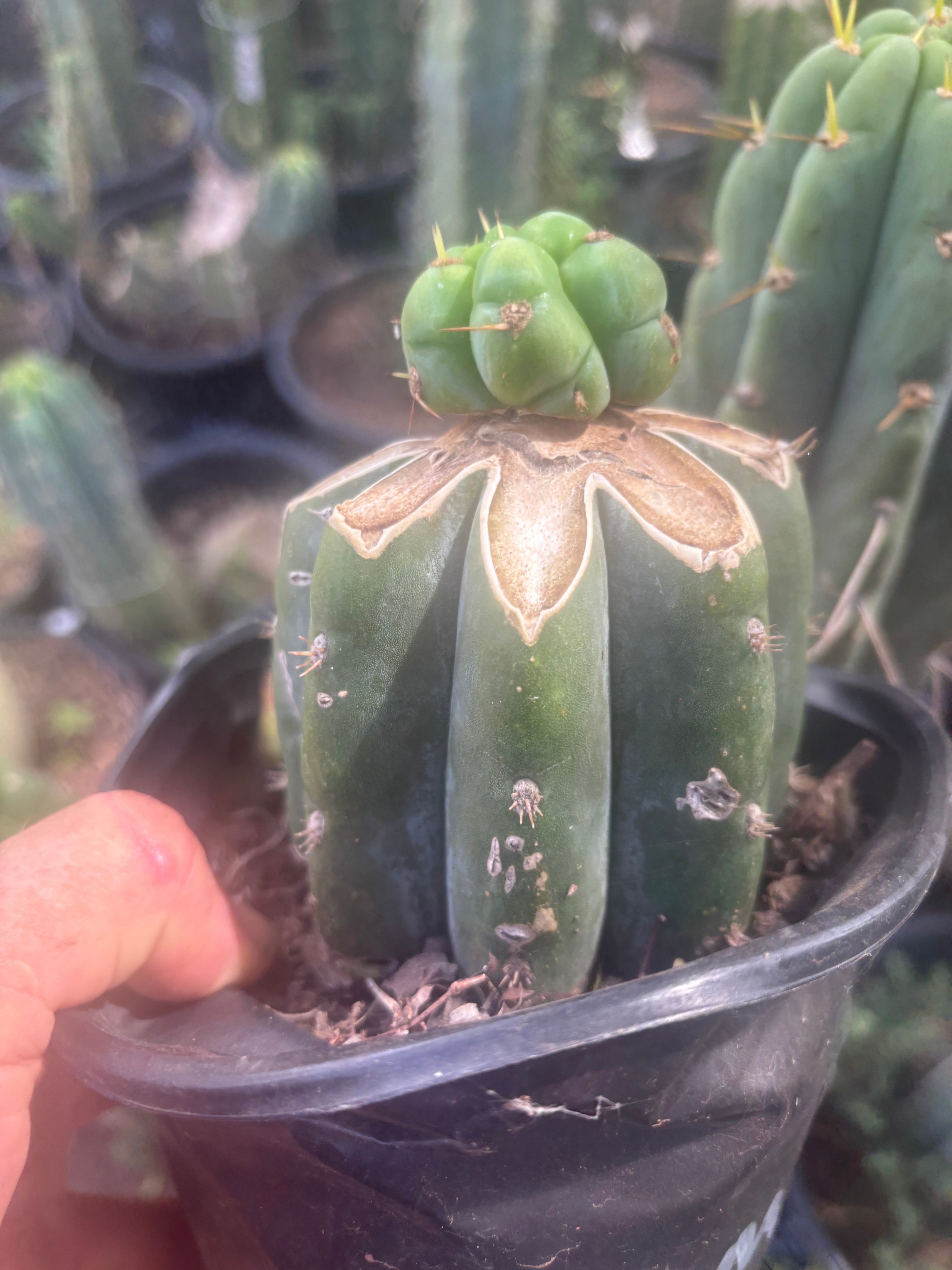 💎🌶️🌶️ NOM — Pup Graft On Rooted Shine01