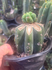 💎🌶️🌶️ NOM — Pup Graft On Rooted Shine01