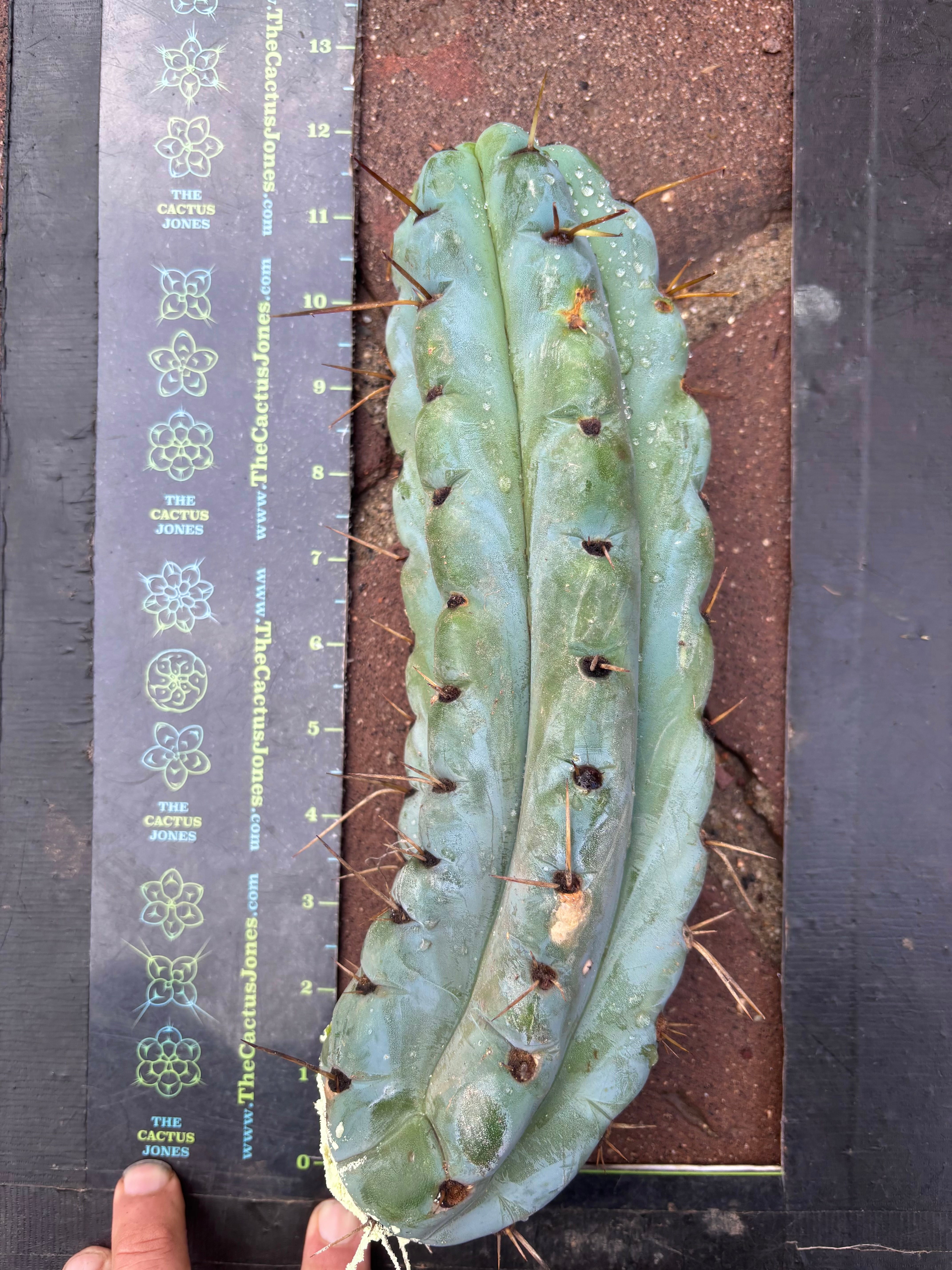 💎🌶️ Noid of the Moment — 12” Pup