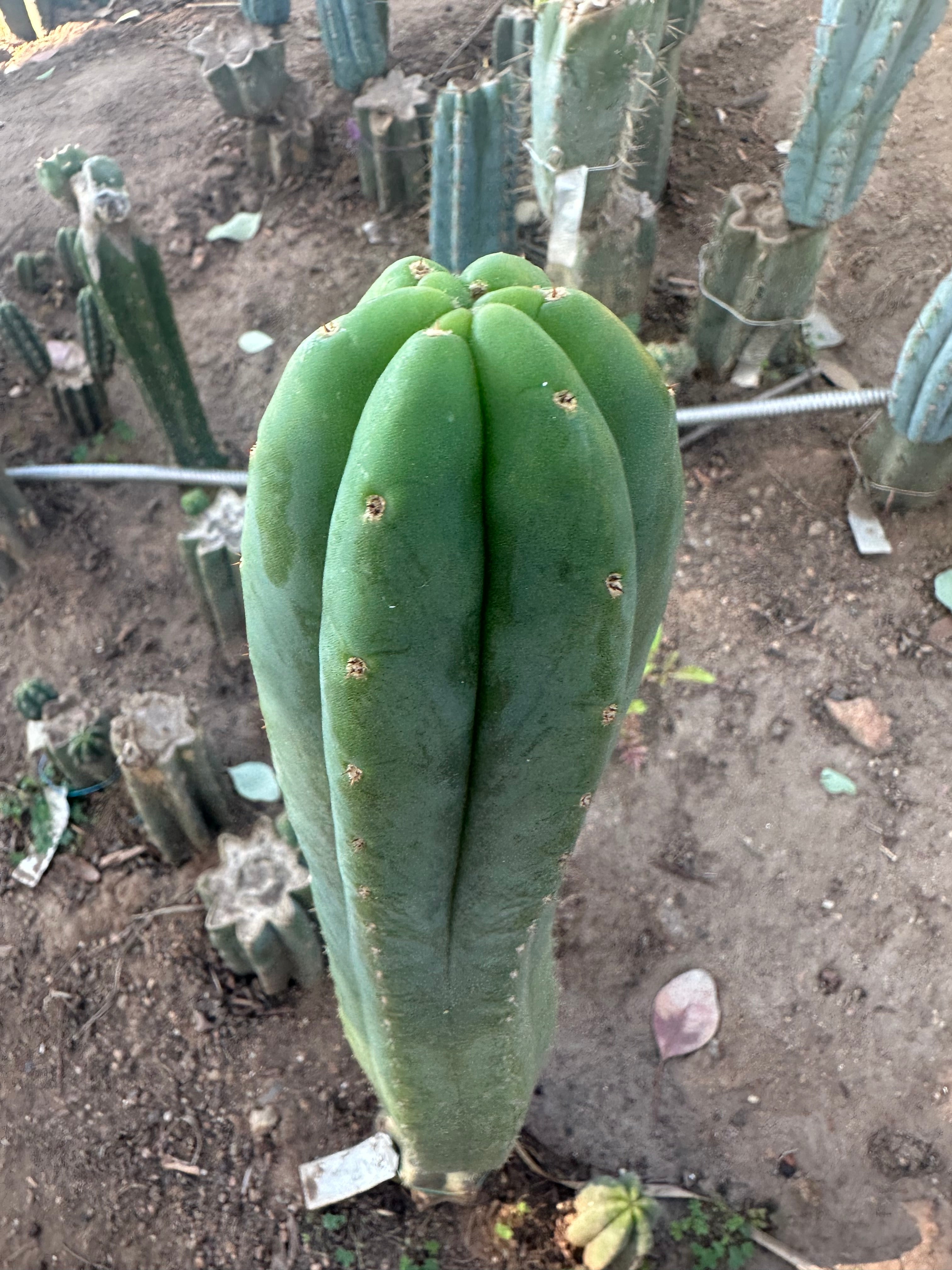 💎👑🌶️ LMP — 9” Tip