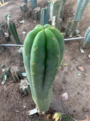 💎👑🌶️ LMP — 9” Tip