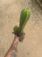 (🌶️) Lumberjack x Huaraz — Seed Grown Mini Stand