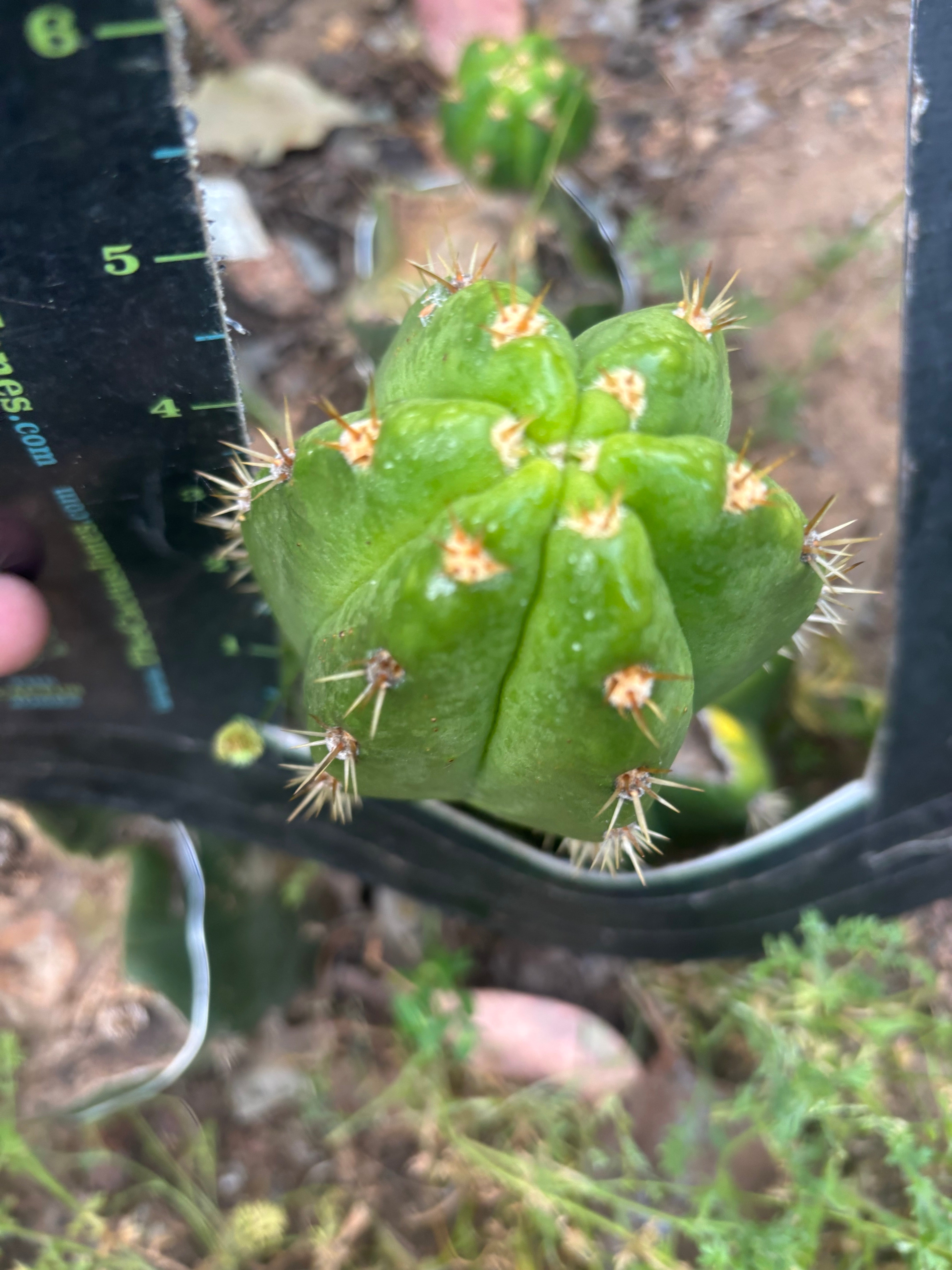💎👑💎🌶️ CareBear — 5” Grenade