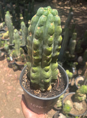 💎👑🌶️  Ichoca — Chonky Rooted 12”