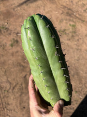 👑🌶️ Huarazensis — 10” Chonk Tip
