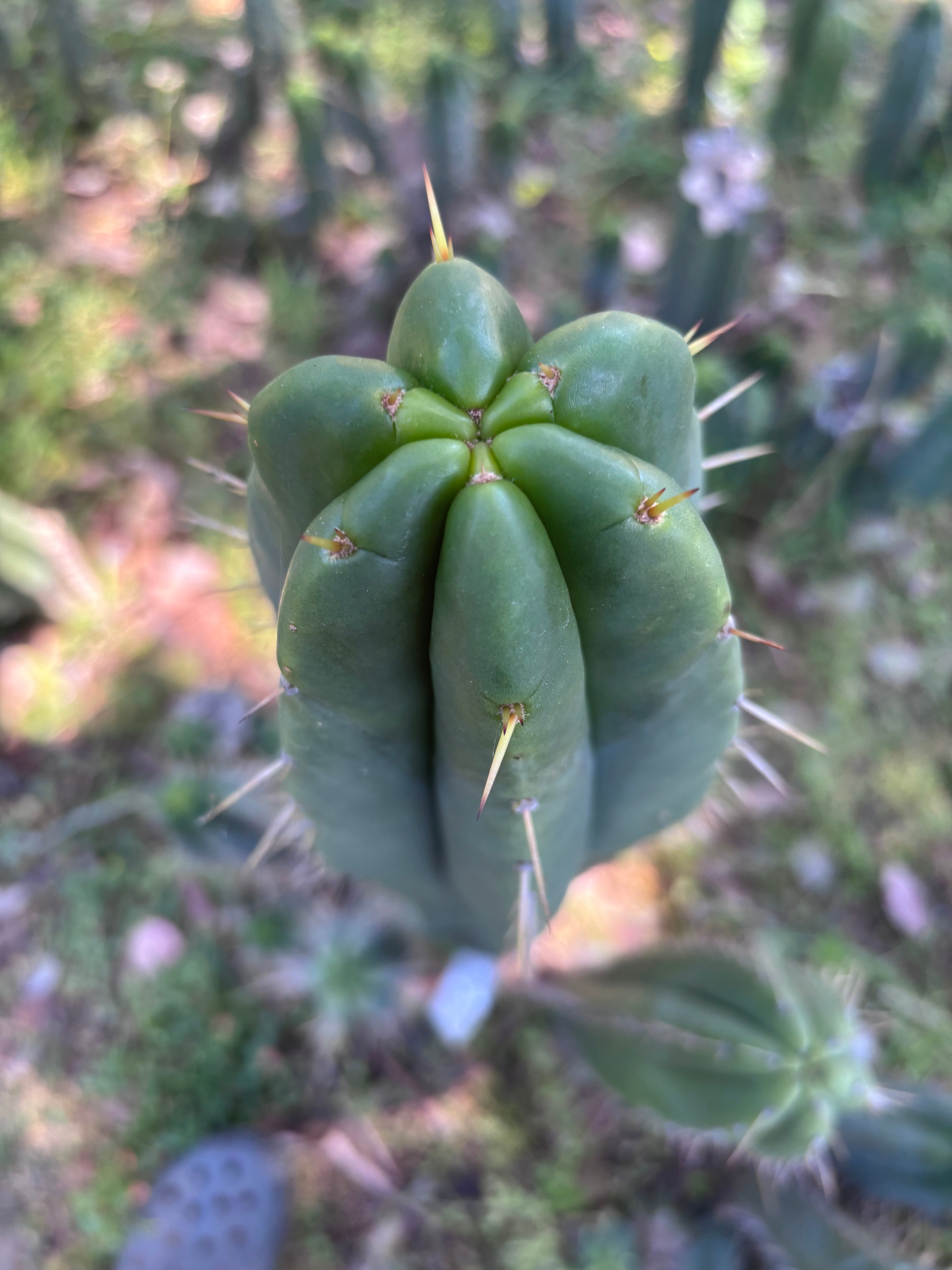 👑🌶️ Malo4 (F2)  — Fat 10” Tip