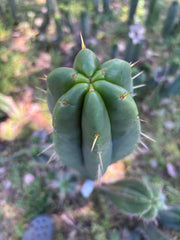👑🌶️ Malo4 (F2)  — Fat 10” Tip