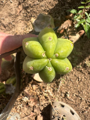 👑🌶️🌶️ Another Drop, Another Ogun — 10” Tip