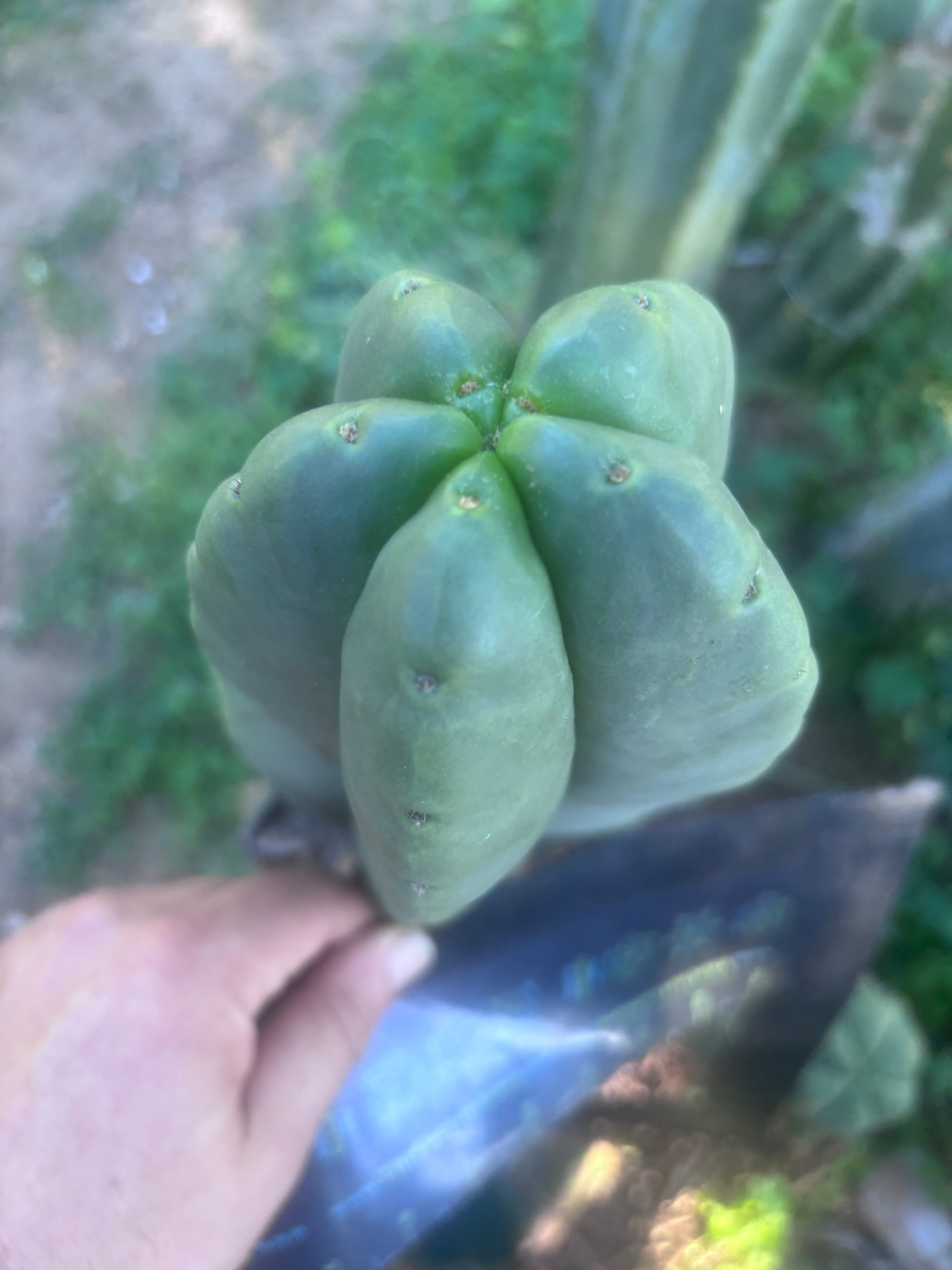 💎👑🌶️ Ferah — Chonky 7” Tip