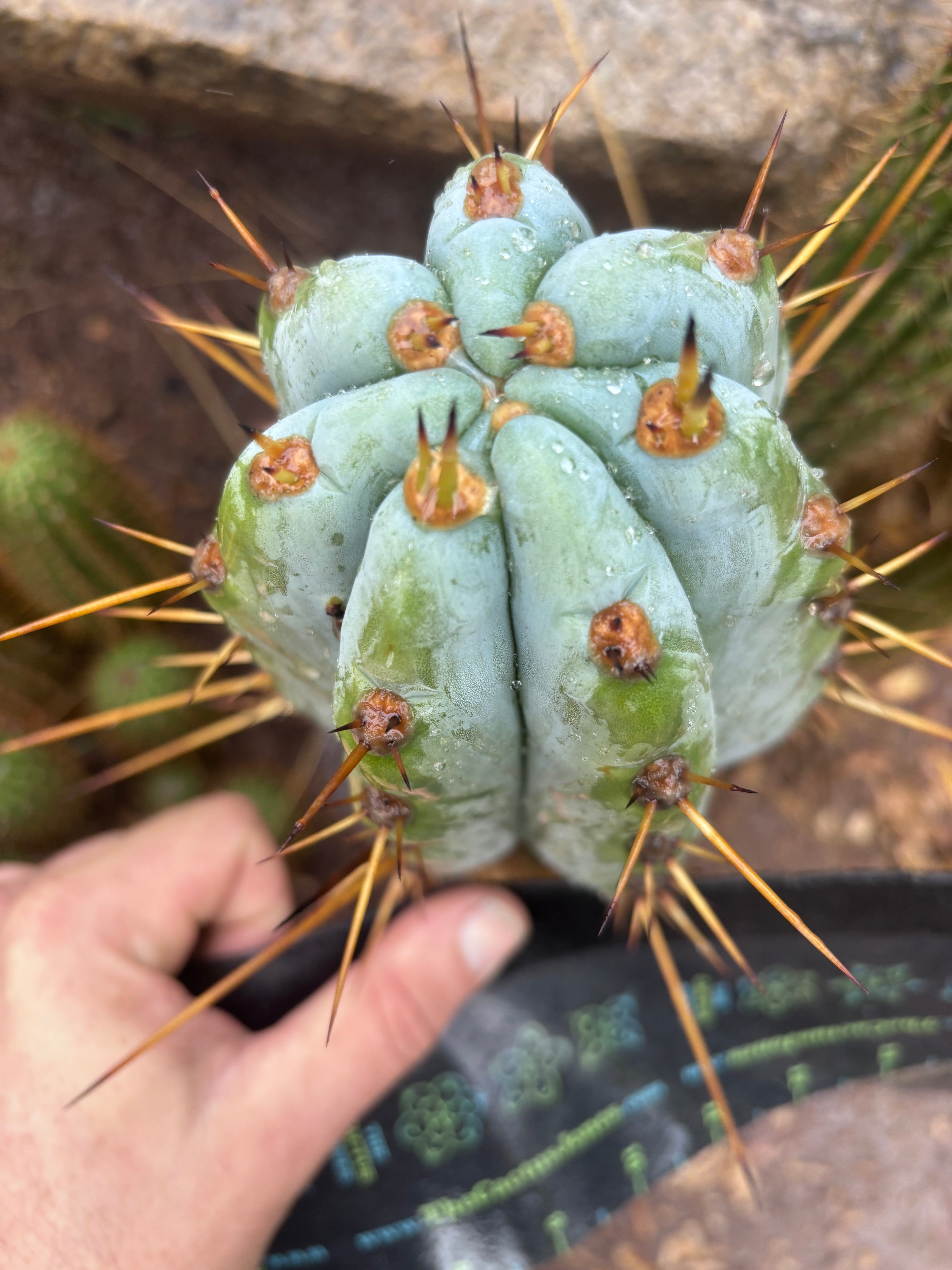 💎👑 BBG48.1540 — Fat 6” Tip