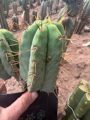 👑💎🌶️ CSD — 5” Grenade