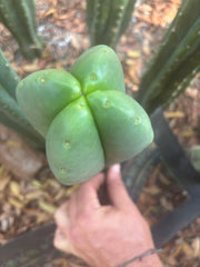 💎👑🌶️ Ferah — Plump FourWang 8” Tip
