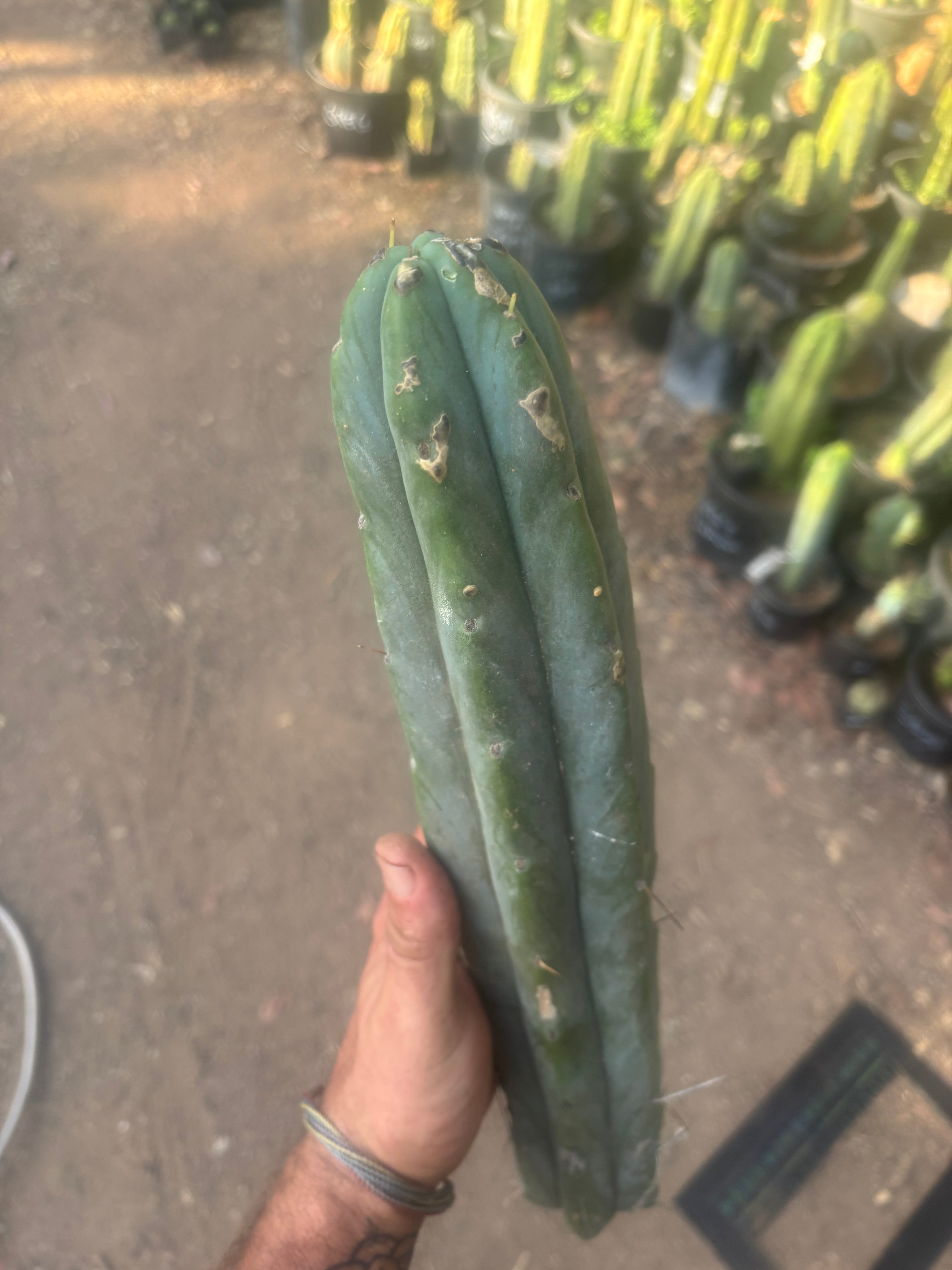 👑🌶️🌶️  Jiimz Twin — XL 15” Tip