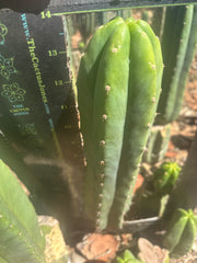 👑🌶️🌶️ Landfill — XL 14” Pup