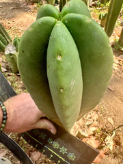 👑🌶️ Zulk — Thick 10” Tip