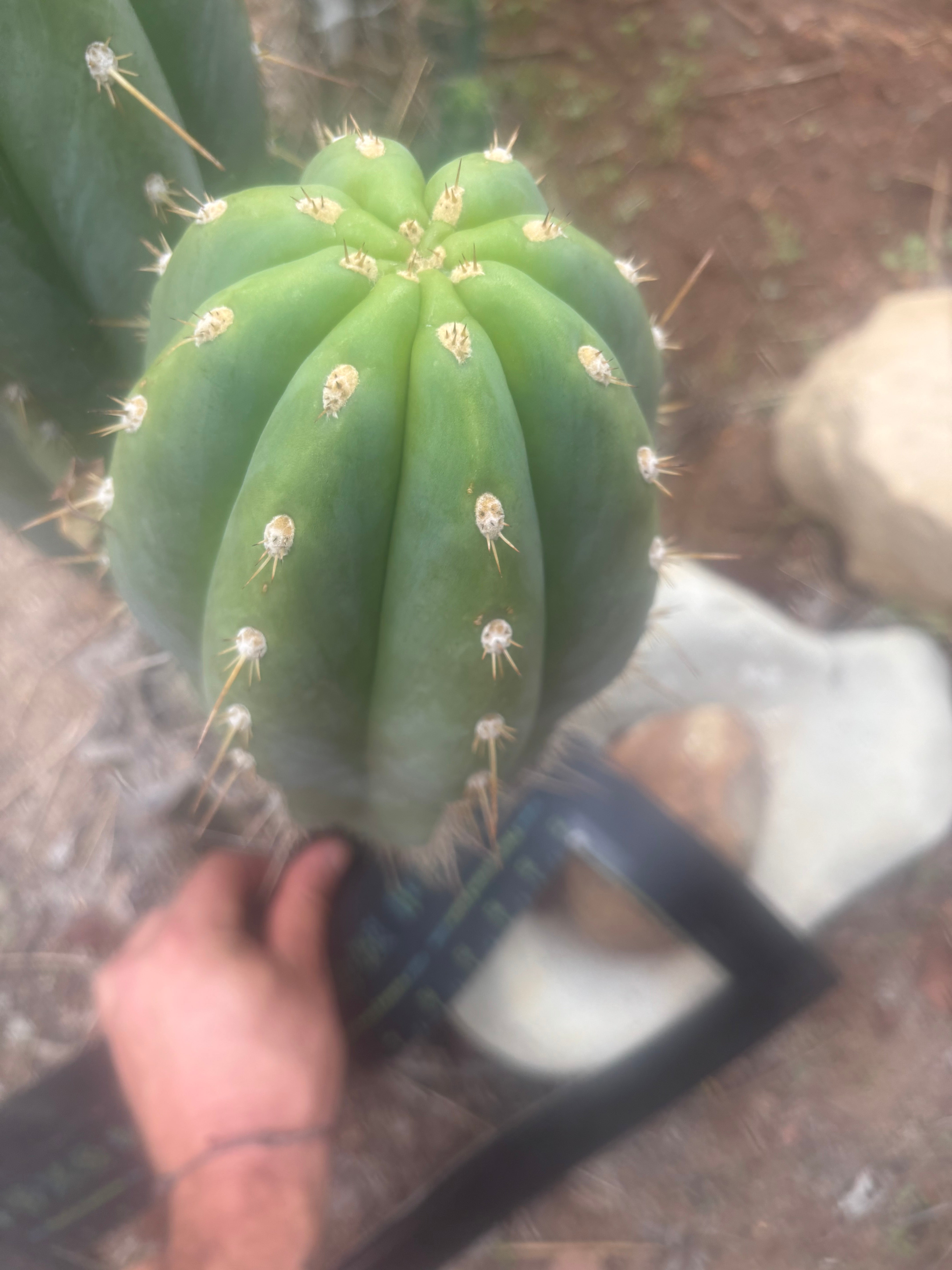 💎 SASS x Sharxx — 13.5” Melon Bomb