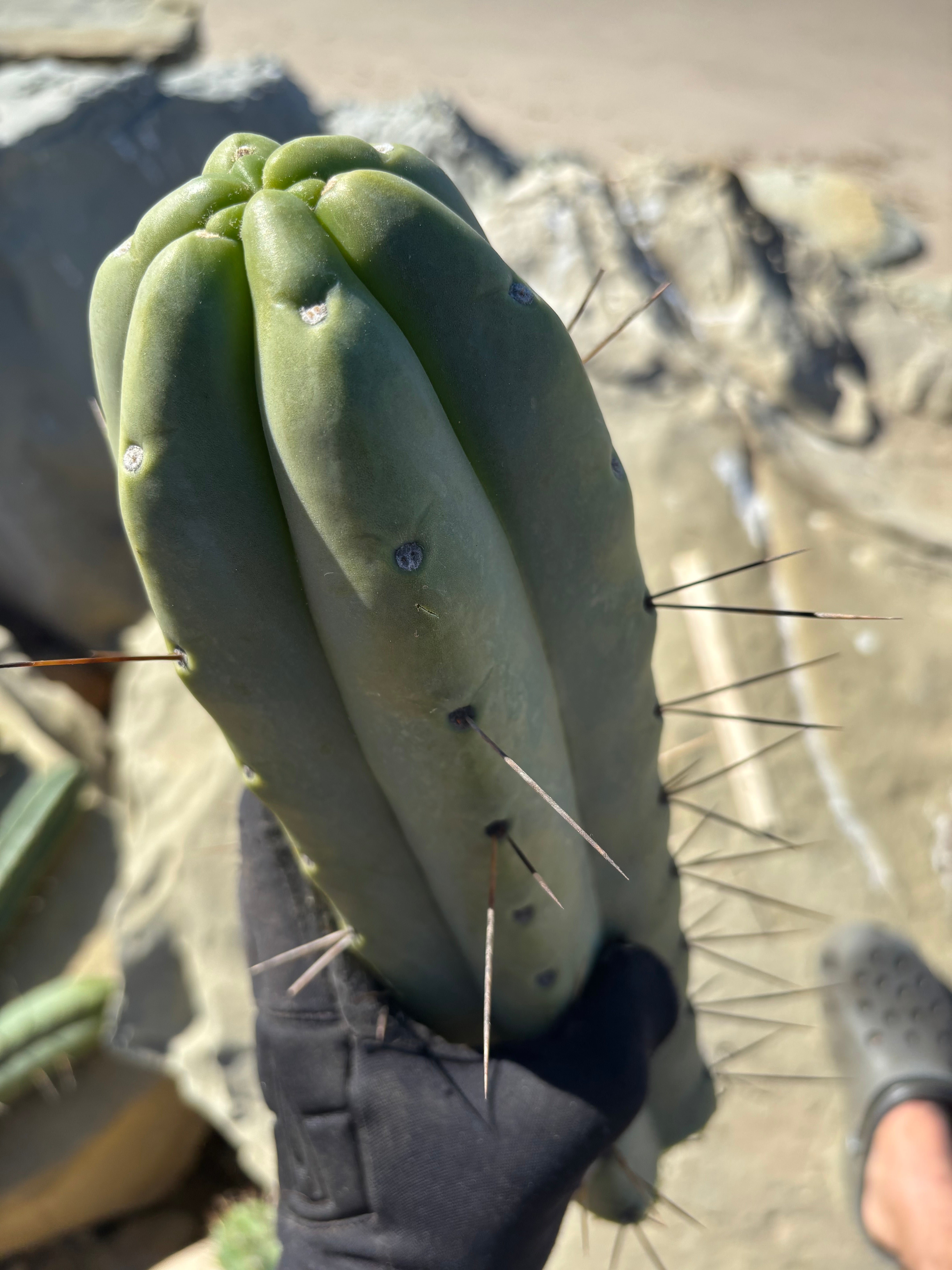 👑💎🌶️🌶️ Eileen — Maxed Girth 14” Tip