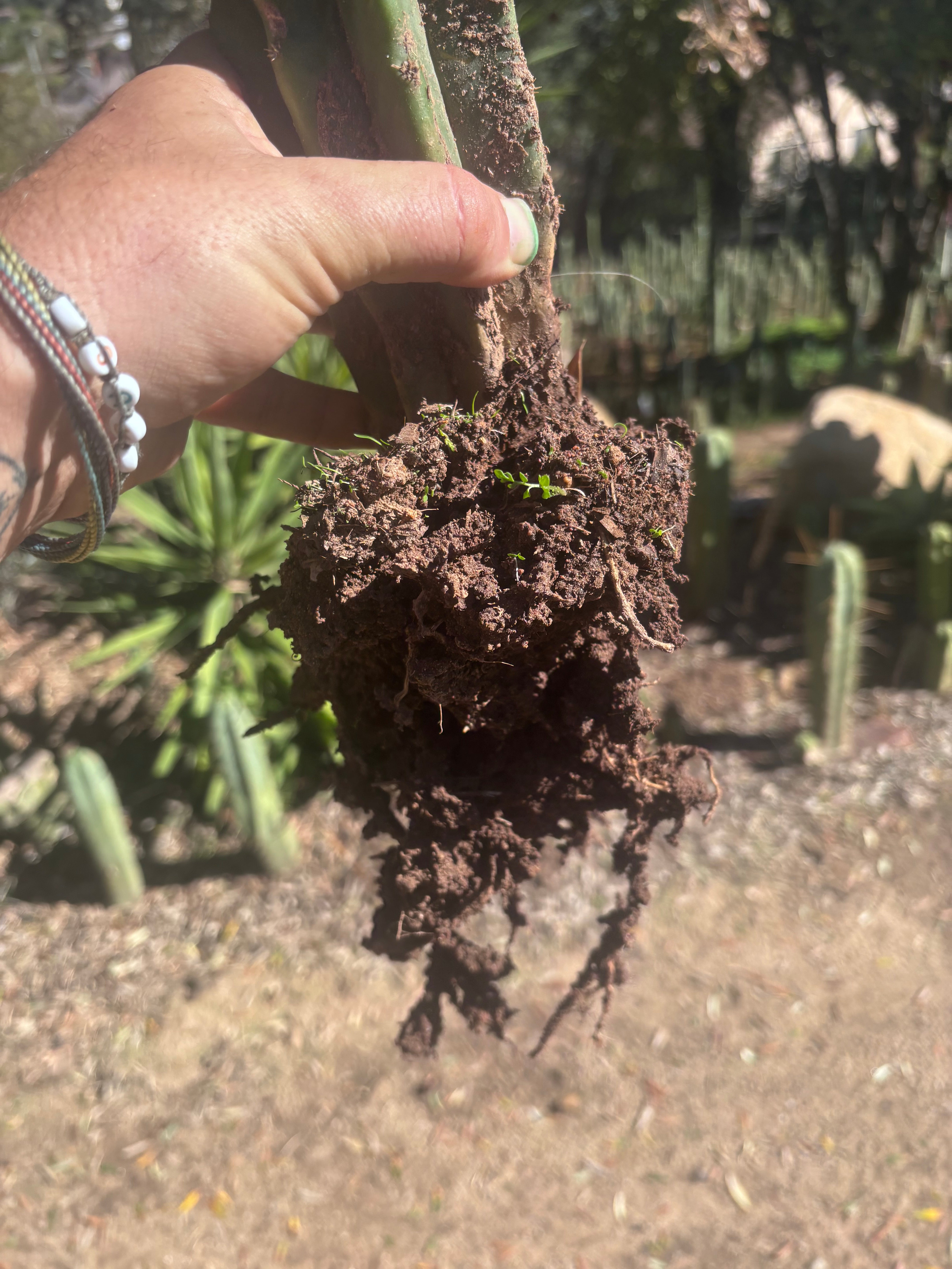 👑🌶️🌶️ Pala! — Rooted XL Graft