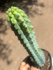 👑💎 Grecas — XL Established Tip Graft, Rooted