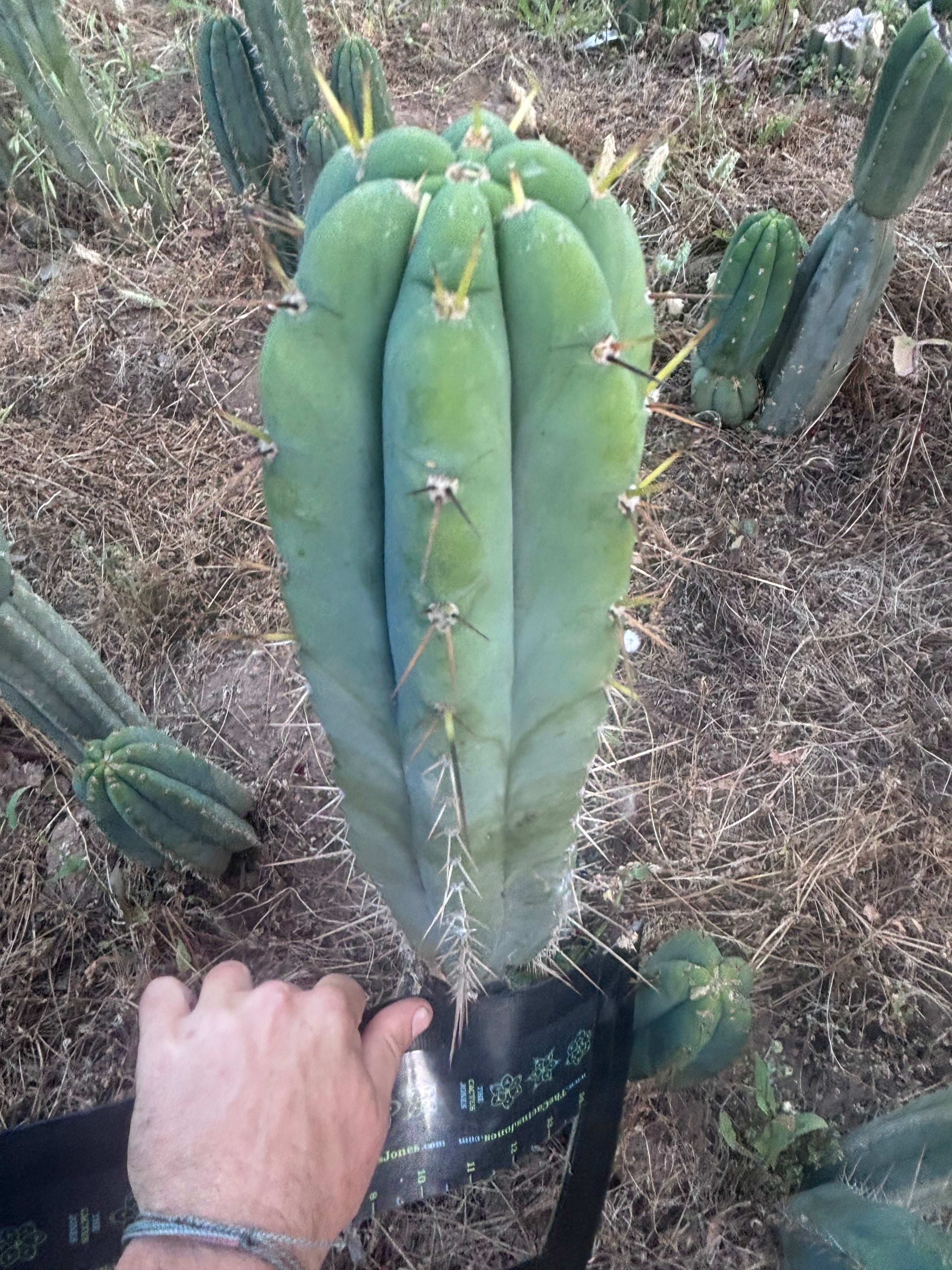 💎 SS Achuma x Colossus — XL 16” Pup