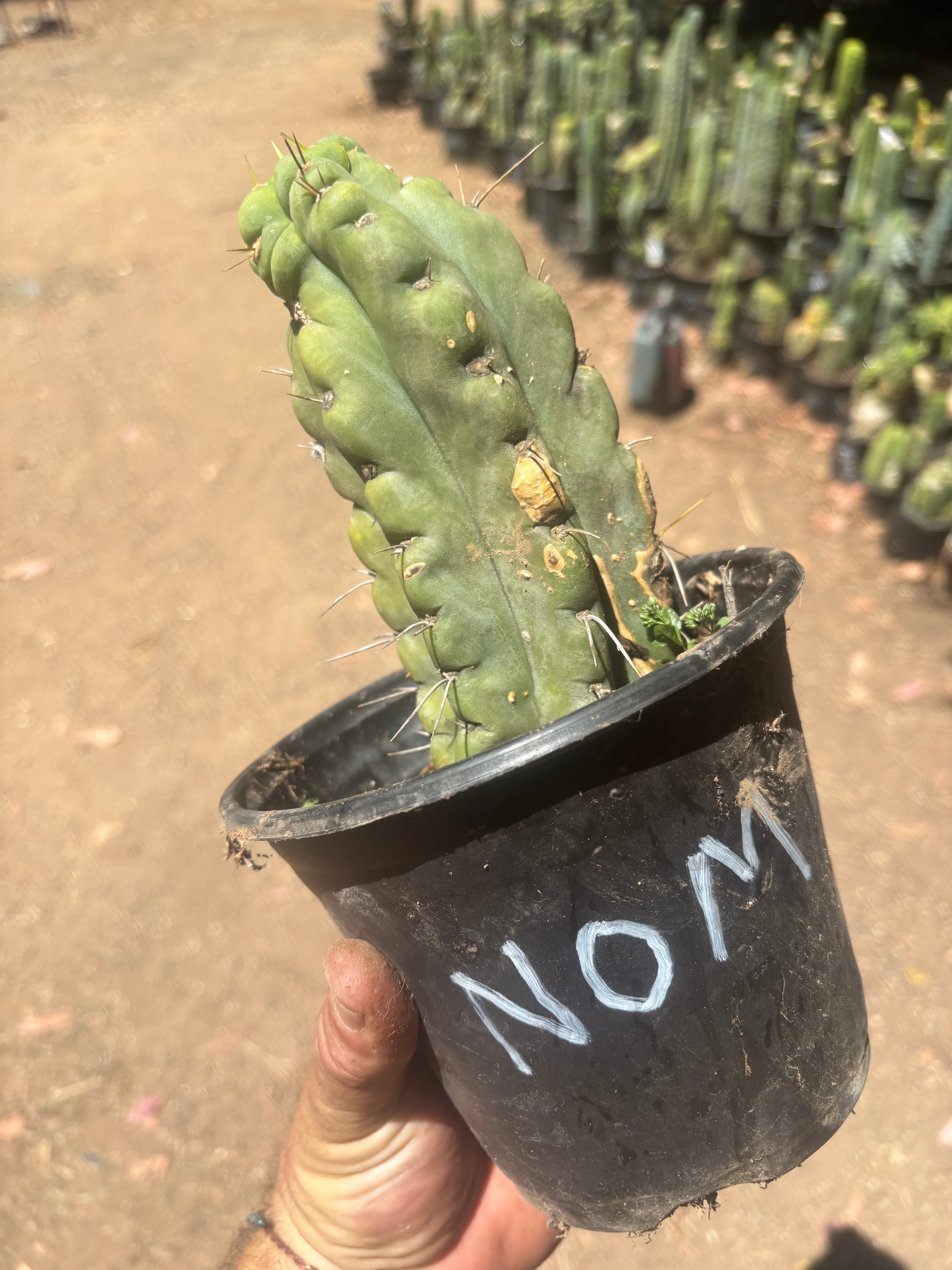 💎🌶️🌶️ NOM — Rooted Pup
