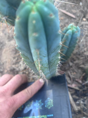 💎👑💎 Zordon  — 8” Pup