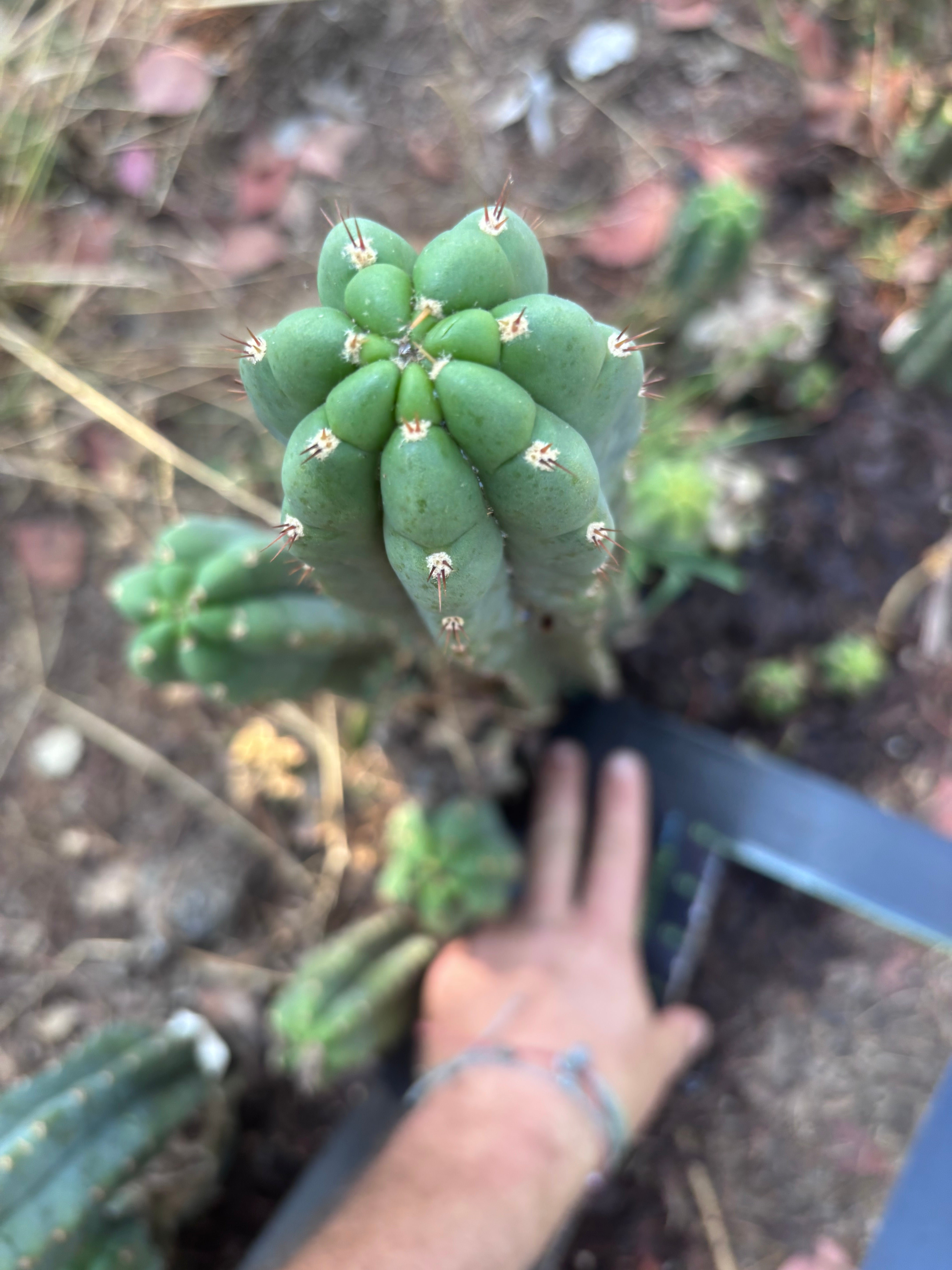 👑🌶️ Blue Ecuador — XL 15” Pup