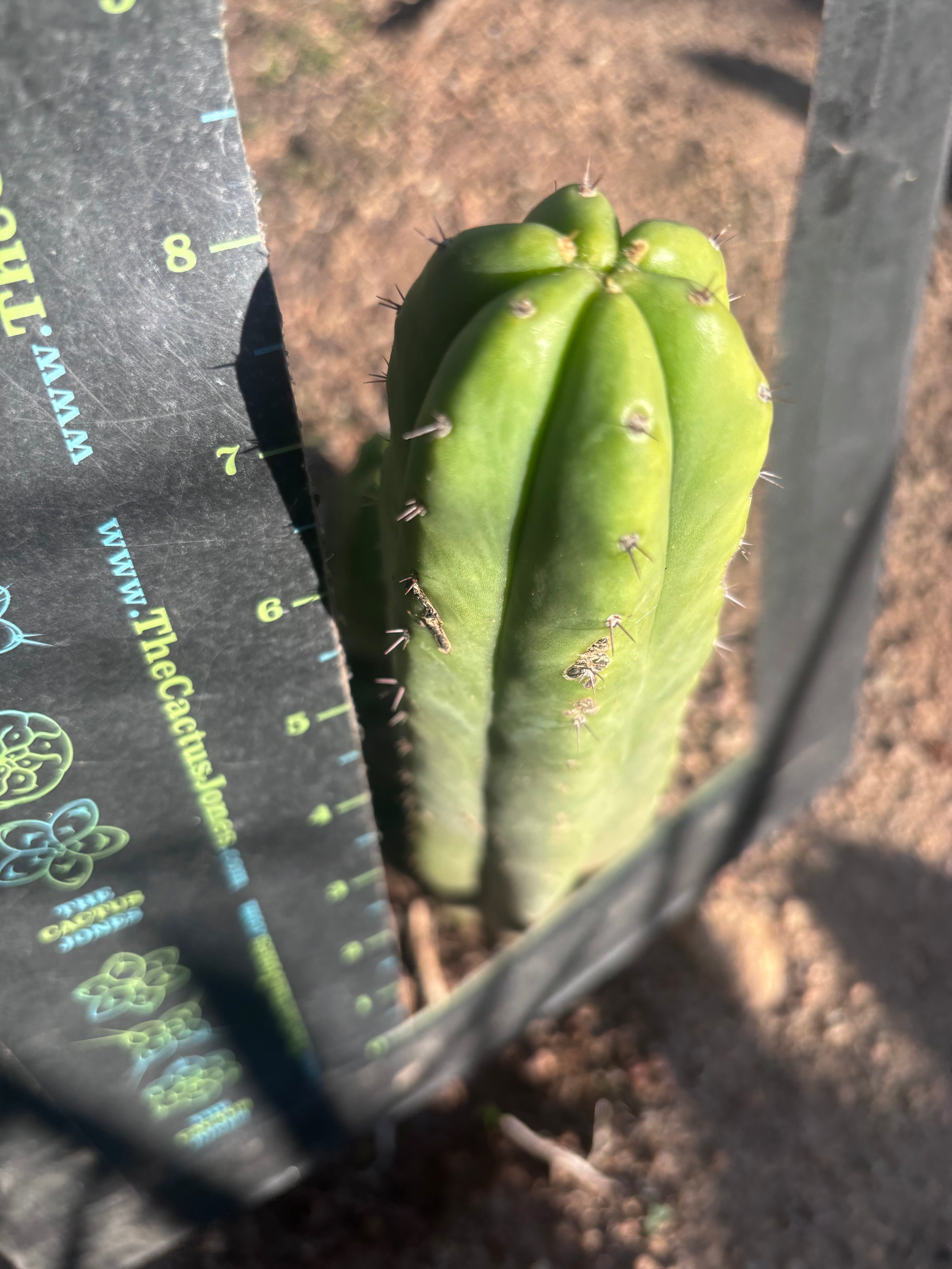 💎👑 JN07 “El Negro” — 8” Tip