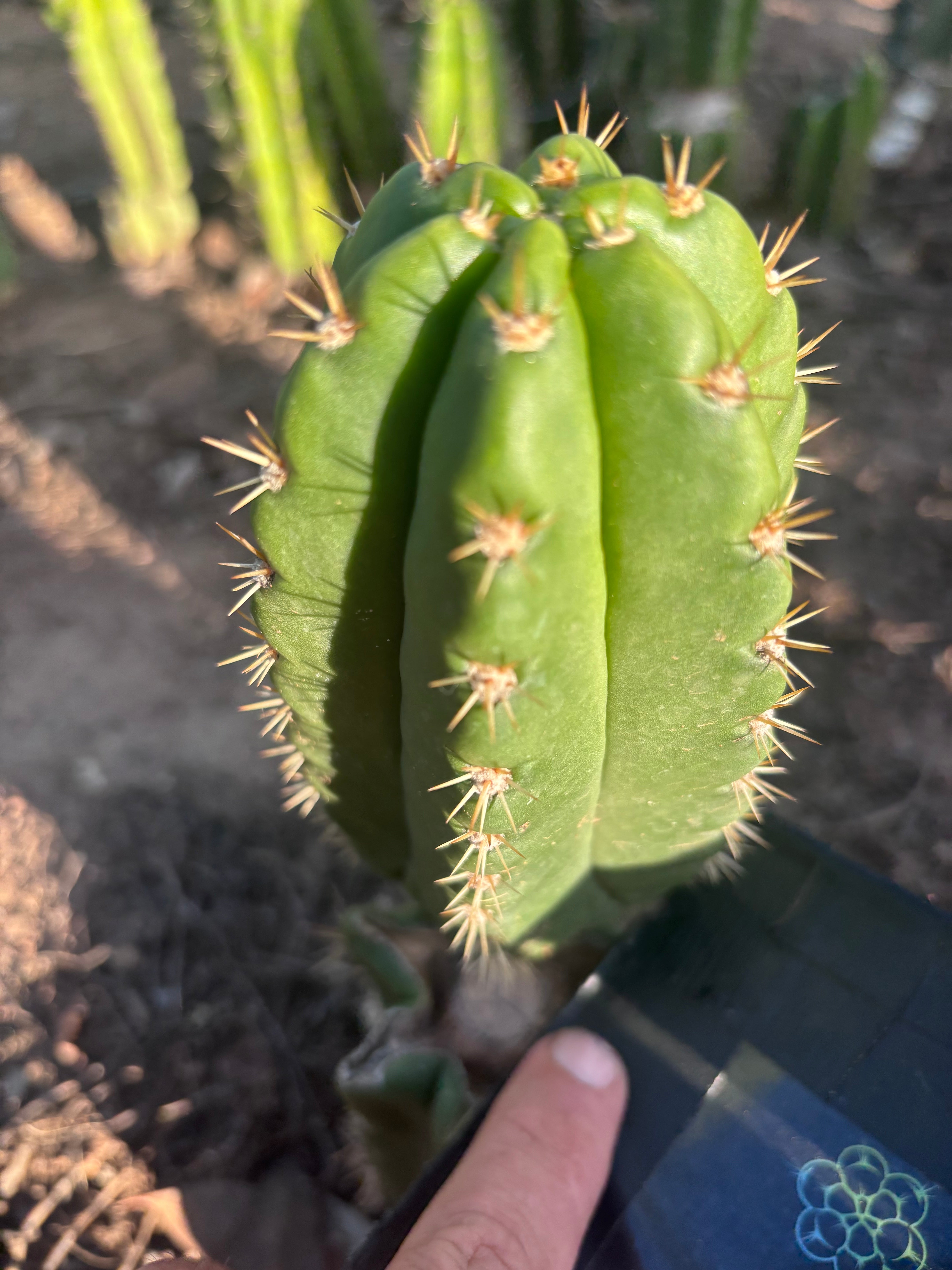 💎👑💎🌶️ CareBear — 6” Pup