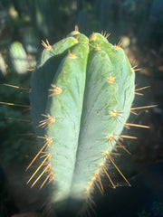 💎👑 Argentinensis “Coopers Clone” — 10” Tip